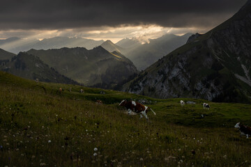 Swiss Alps Dawn: Cows in the Simmental Valley