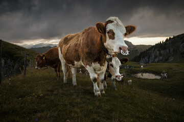 Dramatic Swiss Alps Meadow with Grazing Cows