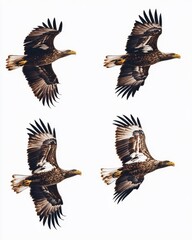 Obraz premium A majestic eagle, showcasing its powerful wings in mid-flight, captured in stunning detail against a white backdrop.