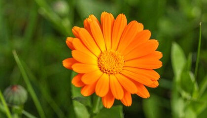Vibrant calendula blossom detailed against a verdant meadow, highlighting botanical beauty