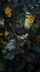 yellow leaves in water