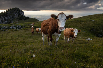 Swiss Alpine Cows in a Cloudy Meadow