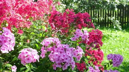 pink and red phlox flowers on a sunny summer day in the garden in light rain