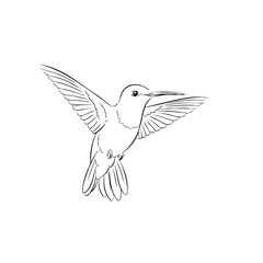 Obraz premium Delicate hummingbird in flight with outstretched wings and long beak flying