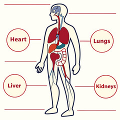 Human anatomy infographic with labeled organs
