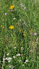 Beautiful wildflower meadow in full bloom – untouched nature and vibrant colors