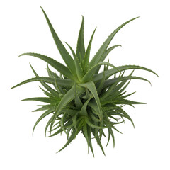 Fototapeta premium Mature aloe vera plant with thick, spiky, succulent lush green leaves, some curving upwards, some cascading downwards, isolated on a pristine plain white studio background, ultra realistic UHD