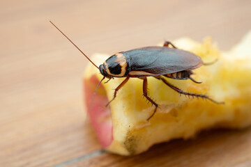 a cockroach eating a snow pear at horizontal composition