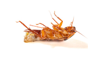 angle view dying cockroach with its belly burst open and rotating on a white background closeup