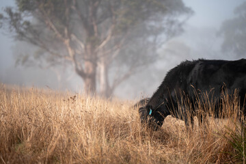 cows grazing in a misty field, mist over a Farming landscape with beautiful cows and cattle grazing on pasture at dswk in the australian outback over hills in spring on a farm sustainable agriculture