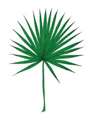 Tropical green palm leaf in doodle style. Hand drawn by inks vector isolated element for design.