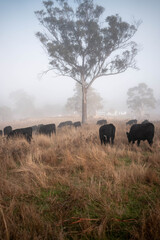 Fototapeta premium cows grazing in a misty field, mist over a Farming landscape with beautiful cows and cattle grazing on pasture at dswk in the australian outback over hills in spring on a farm sustainable agriculture