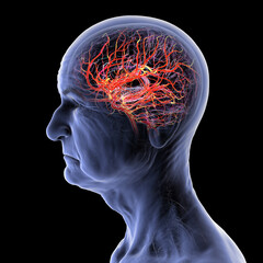 Brain arteries, 3D illustration