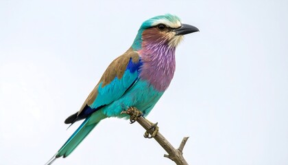 Fototapeta premium Vibrant lilac breasted roller perched gracefully on a delicate branch in the savanna