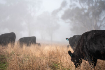 cows grazing in a misty field, mist over a Farming landscape with beautiful cows and cattle grazing on pasture at dswk in the australian outback over hills in spring on a farm sustainable agriculture