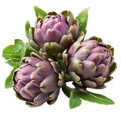 Fototapeta premium Fresh artichokes arranged with leafy green stems on a white background showcasing vibrant colors and natural textures on transparent background