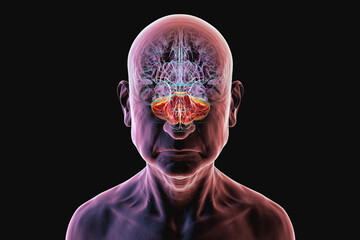 Human brain with highlighted cerebellum, 3D illustration