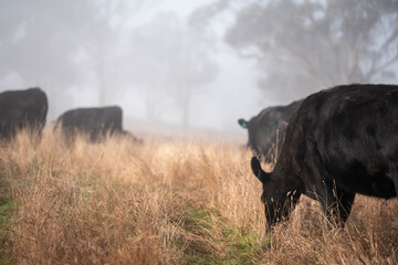 cows grazing in a misty field, mist over a Farming landscape with beautiful cows and cattle grazing on pasture at dswk in the australian outback over hills in spring on a farm sustainable agriculture