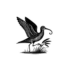 A curlew bird takes flight isolated on white background in black and white