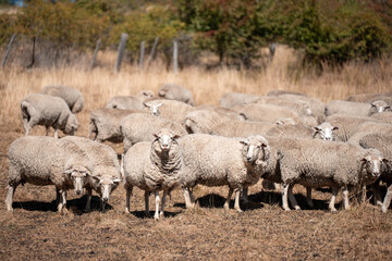 Sheep in a field. Merino sheep, grazing and eating grass in New zealand