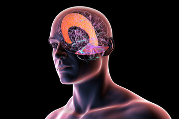 Falx cerebri and tentorium cerebelli, 3D illustration.