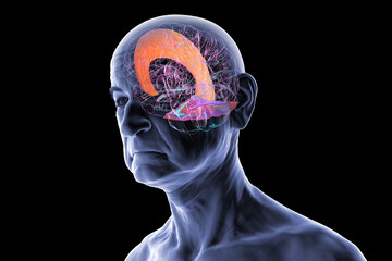Falx cerebri and tentorium cerebelli, 3D illustration.