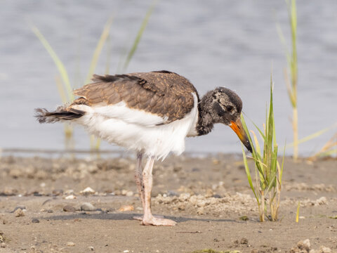 A young recently fledged American Oystercatcher exploring grass as a potential foodsource on the shorelibne