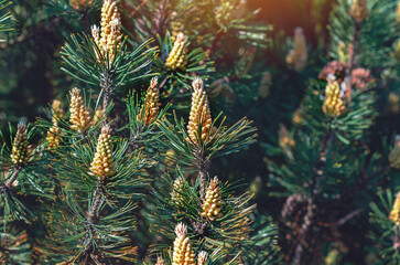 Brown pine cones on green pine branch. Blurred background. Idea for coniferous design, screensaver.