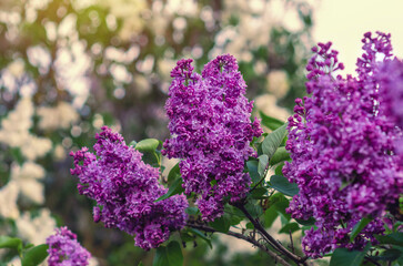 Purple lilac flowers branches on bush with green leaves. Selective focus, blurred background.