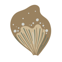 Vector illustration of a single colored sea shell. 