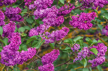 Obraz premium Purple lilac flowers branches on bush with green leaves. Selective focus, blurred background.