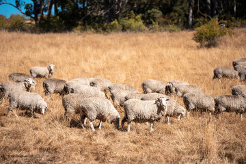 Sheep in a field. Merino sheep, grazing and eating grass in New zealand