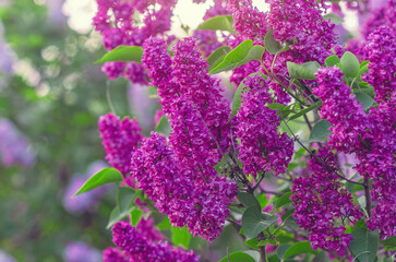 Obraz premium Purple lilac flowers branches on bush with green leaves. Early spring in nature. Spring content.