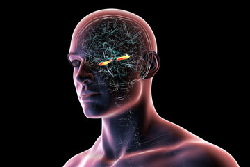 Hippocampus in human brain, 3D illustration