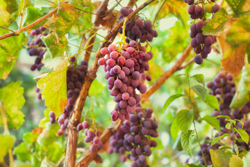 Purple grapes grown in the garden without the use of chemicals, 100% natural grapes, hang on the bushes until autumn.