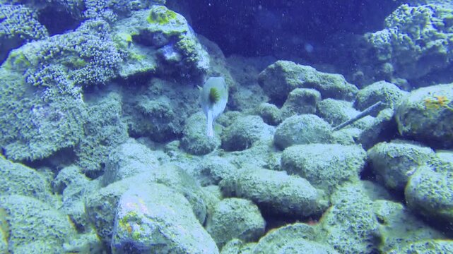 slow motion of diving up close following camera view towards one blackspotted puffer fish swimming away at the bottom of ocean underwater with rocks valley coral reef during day time in the pacific