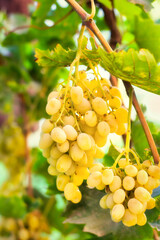 Yellow-white grapes grown in the garden without the use of chemicals, 100% natural grapes hanging...