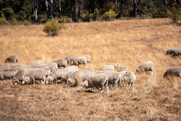 Sheep in a field. Merino sheep, grazing and eating grass in New zealand