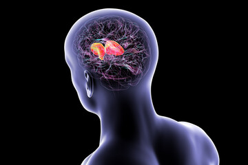Internal capsule, 3D illustration. Highlighted in red within the human brain.