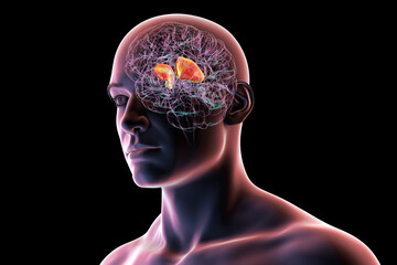 Internal capsule, 3D illustration. Highlighted in red within the human brain.