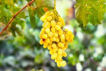 Yellow-white grapes grown in the garden without the use of chemicals, 100% natural grapes hanging on the bushes until autumn