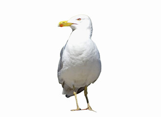 Fototapeta premium Seagull isolated on white background