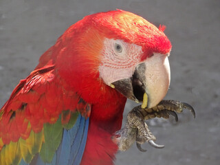Green-winged macaw parrot. Ara chloropterus
