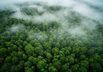 Misty morning aerial view of a lush green forest canopy under a cloudy sky