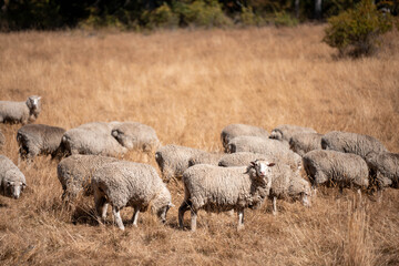 Sheep in a field. Merino sheep, grazing and eating grass in New zealand