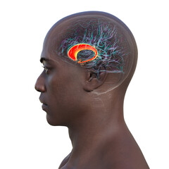 Human brain with highlighted caudate nucleus, 3D illustration