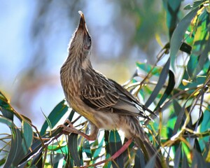 Red Wattlebird
