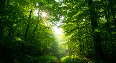 Obraz premium rays of light