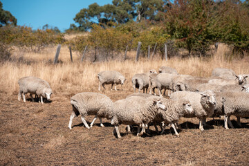Sheep in a field. Merino sheep, grazing and eating grass in New zealand