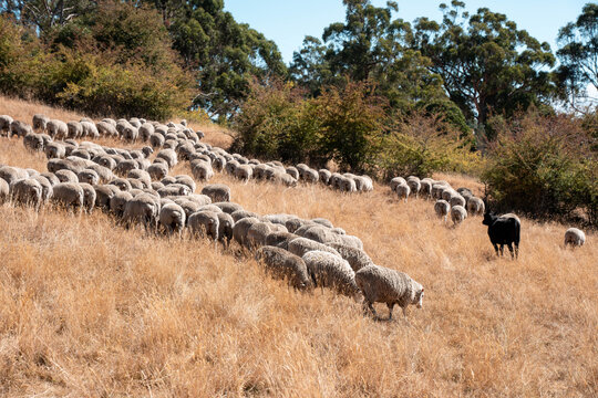 Sheep in a field. Merino sheep, grazing and eating grass in New zealand
